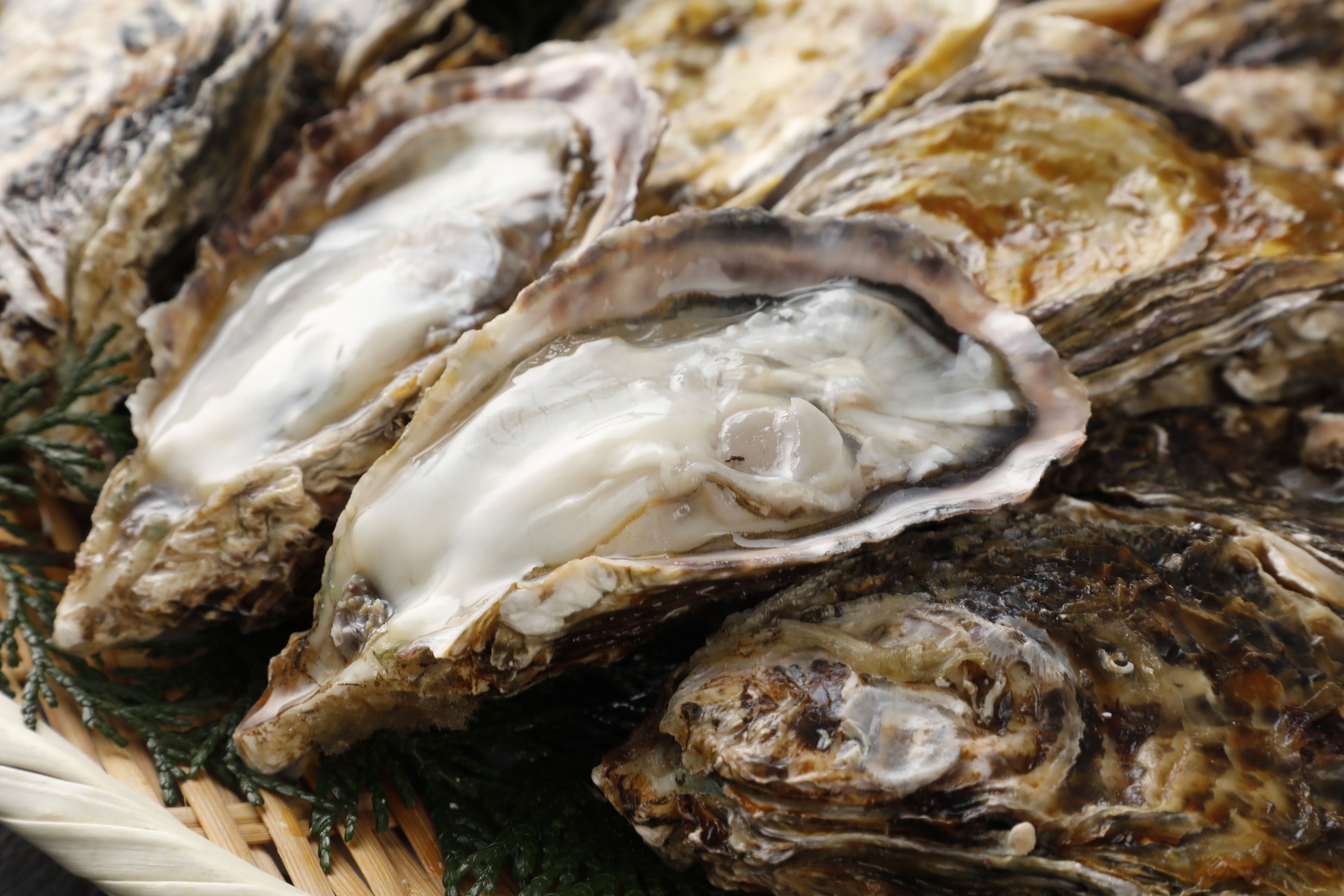 殻付き牡蠣１kgから