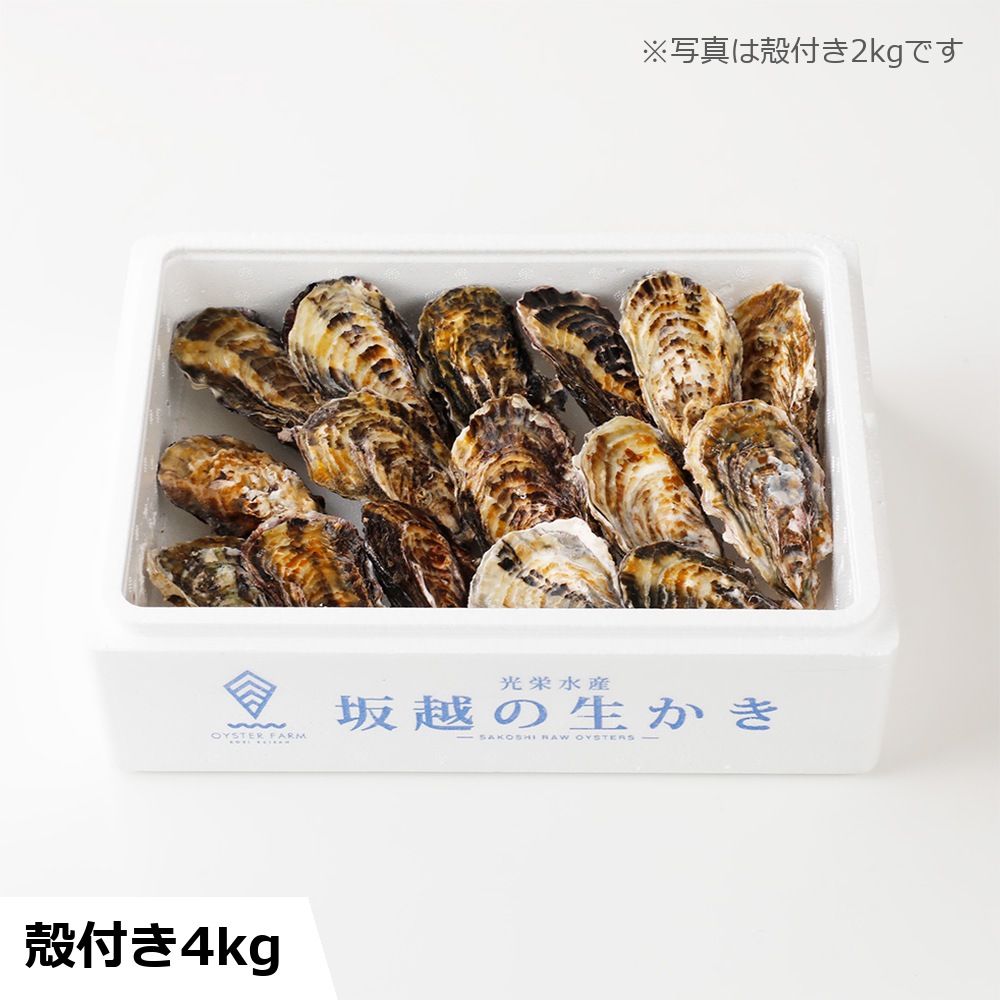 【予約・ギフト】坂越の生かき ギフト大 殻付き4kg お届け日: 12/15（火）着