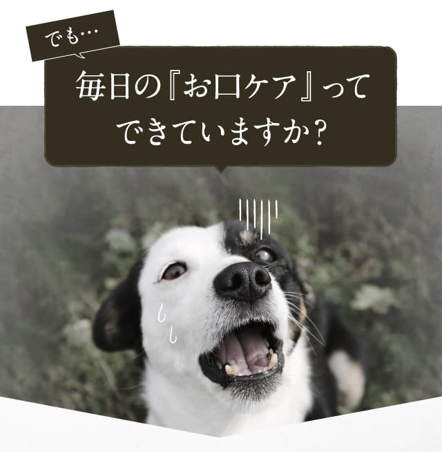 でも…毎日の『お口ケア』ってできていますか？