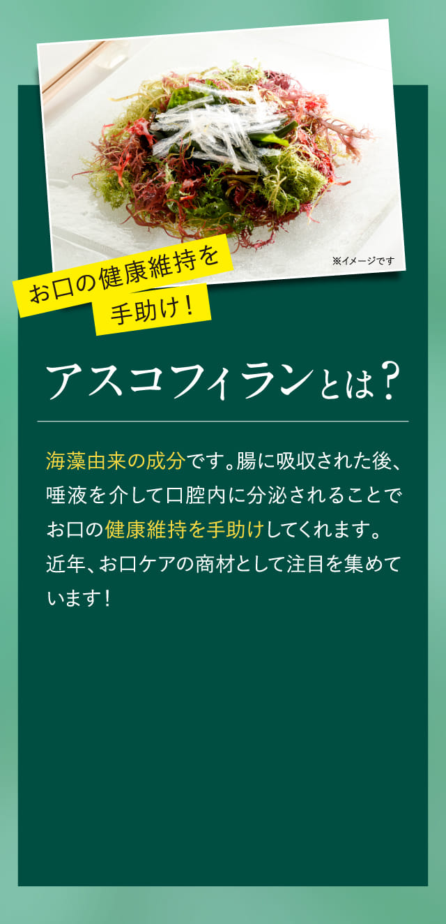 お口の健康維持を手助け！アスコフィランとは？