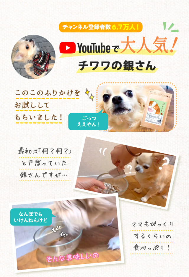 Youtubeで大人気！チワワの銀さん