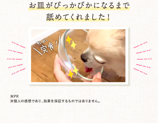 お皿がぴっかぴかになるまで舐めてくれました！