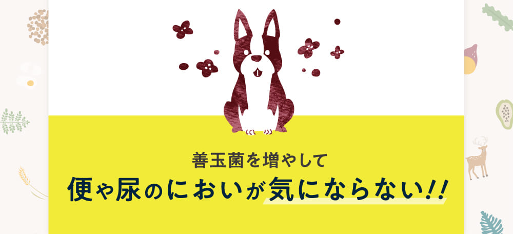 善玉菌を増やして便や尿のにおいが気にならない！！