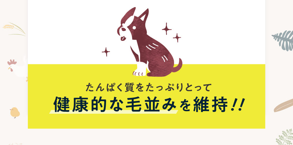 たんぱく質をたっぷりとって健康的な毛並みを維持！！