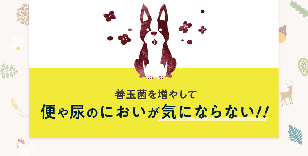 善玉菌を増やして便や尿のにおいが気にならない！！