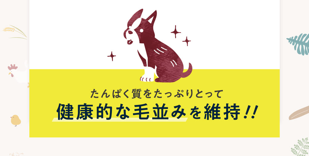 たんぱく質をたっぷりとって健康的な毛並みを維持！！