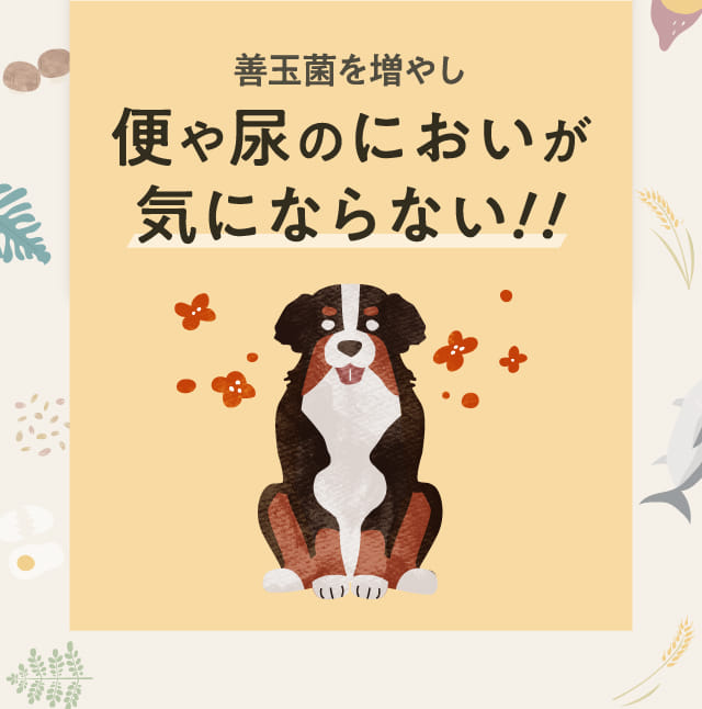 善玉菌を増やし便や尿のにおいが気にならない！！