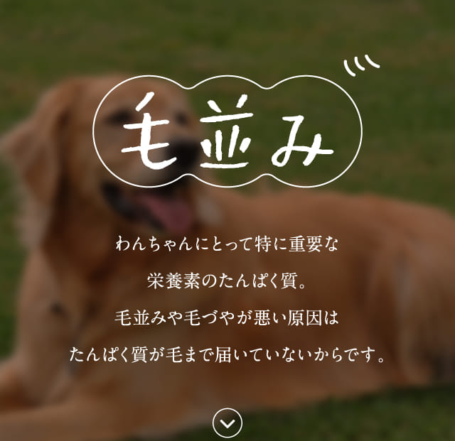 毛並み わんちゃんにとって特に重要な栄養素のたんぱく質。毛並みや...