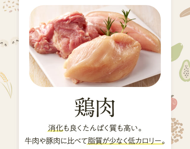 鶏肉 消化も良くたんぱく質も高い。牛肉や豚肉に比べて脂質が少なく低カロリー。