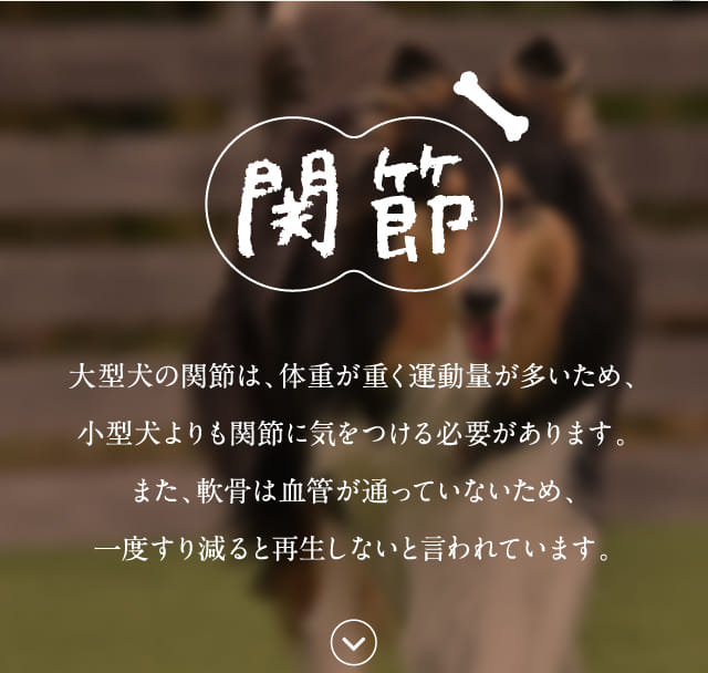 関節 大型犬の関節は、体重が重く...