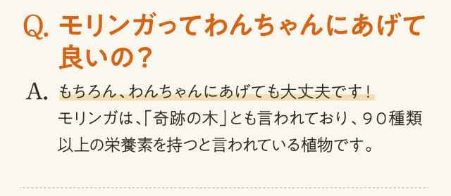 Q.モリンガってわんちゃんにあげても良いの？