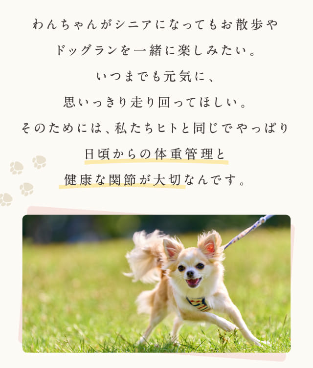 わんちゃんがシニアになっても...