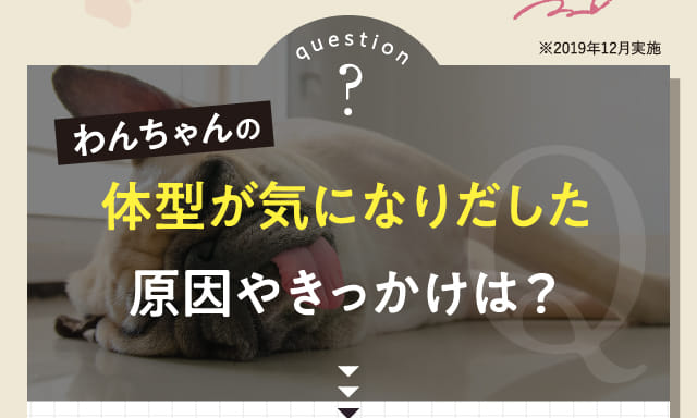 わんちゃんの体型が気になりだした原因やきっかけは？