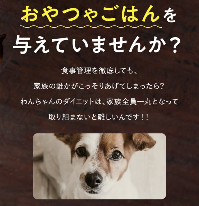 おやつやごはんを与えていませんか？