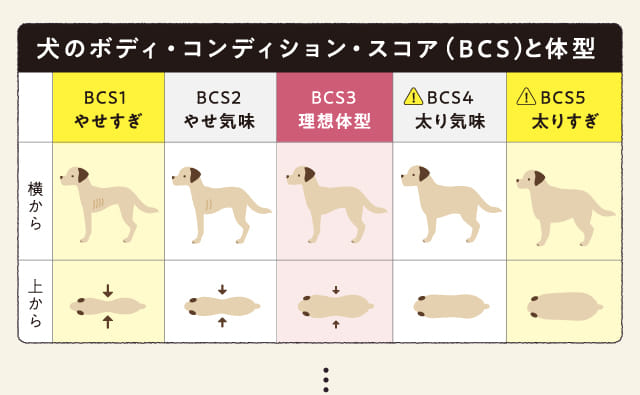 犬のボディ・コンディション・スコア（BCS）と体型