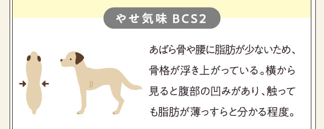 やせ気味BCS2