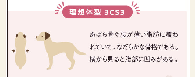 理想体型BCS3