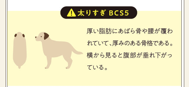 太りすぎBCS5