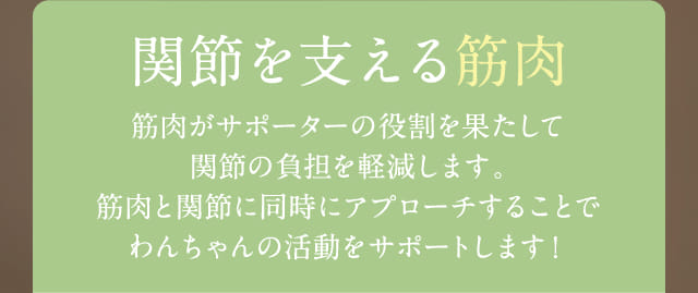 関節を支える筋肉 筋肉がサポーターの役割を果たして…