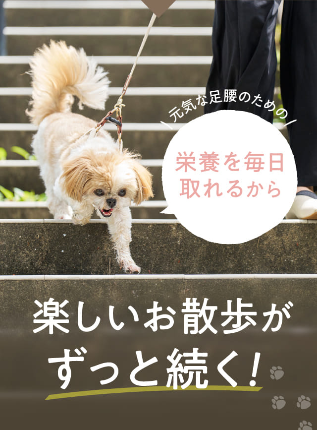栄養を毎日取れるから楽しいお散歩がずっと続く!