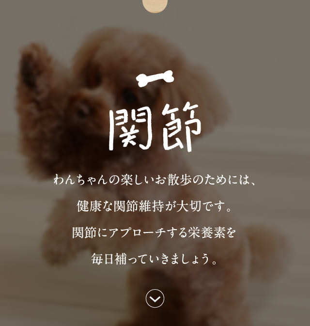関節 わんちゃんの楽しいお散歩のためには…
