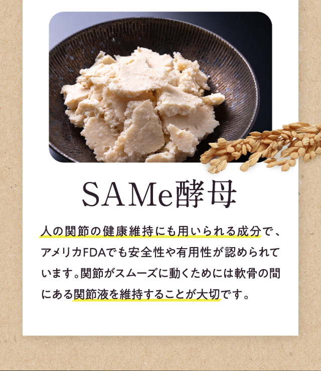 SAMe酵母