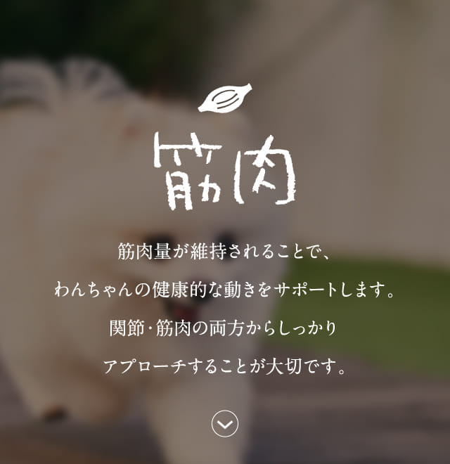 筋肉 筋肉量が維持されることで、…