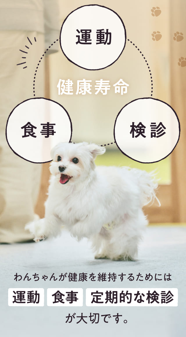 わんちゃんが健康を維持するためには運動 食事 定期的な検診が大切です。