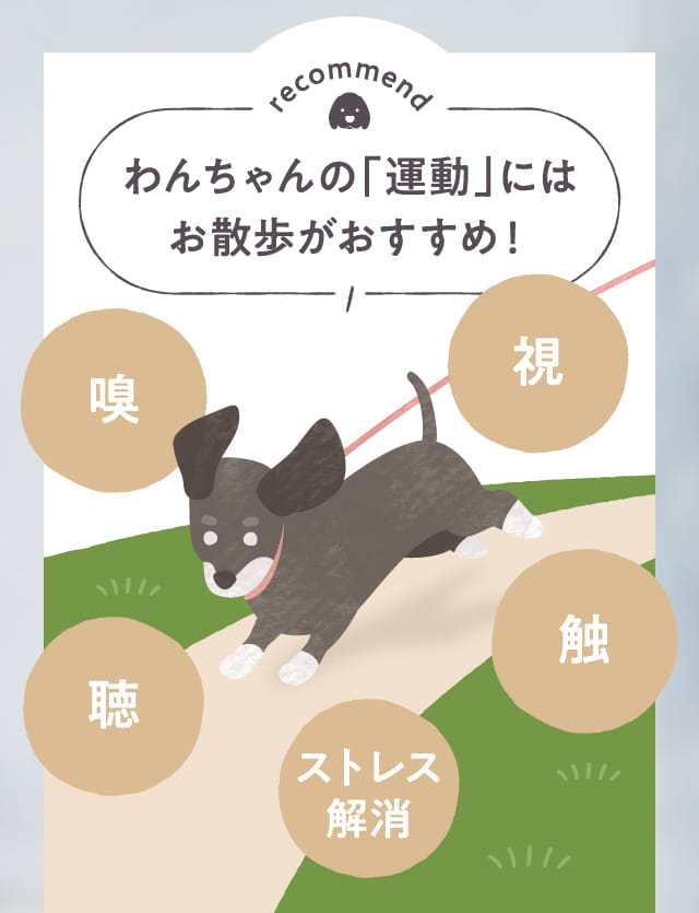 わんちゃんの「運動」にはお散歩がおすすめ!