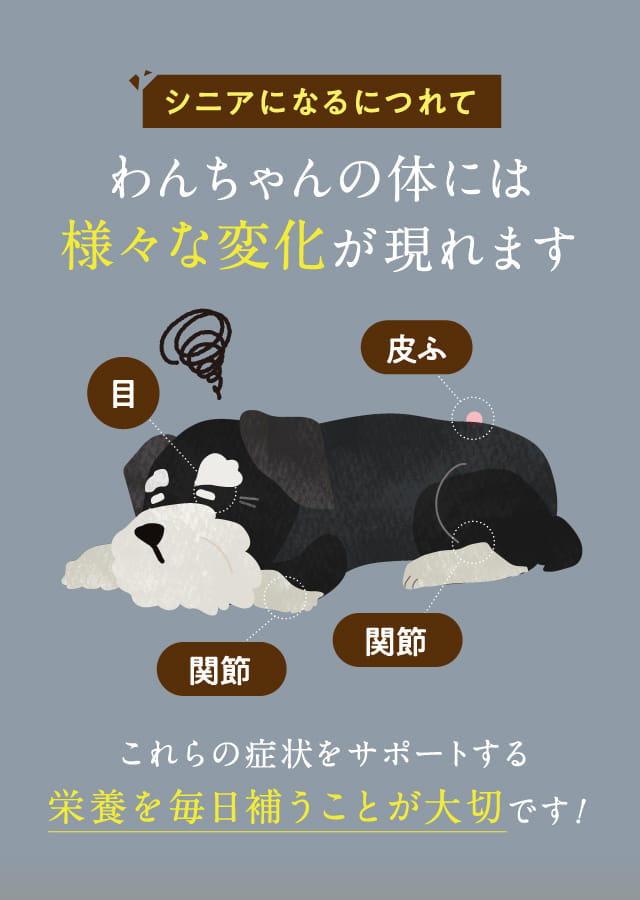 シニアになるにつれてわんちゃんの体には様々な変化が現れます