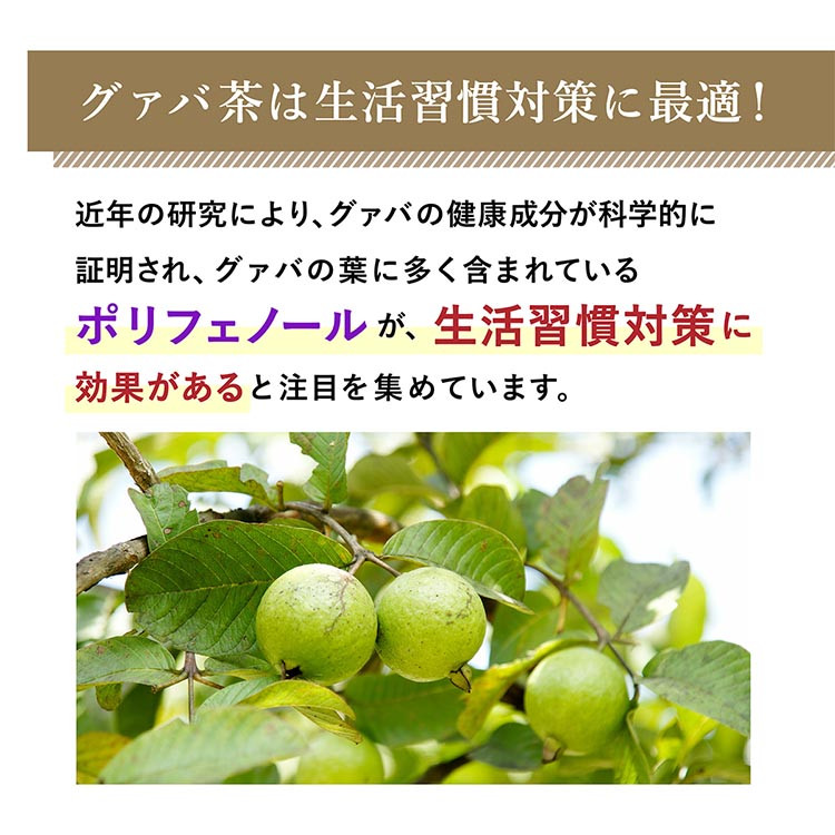 【定期便】 広貫堂 グァバ茶 500ml×24本 （1ケース）