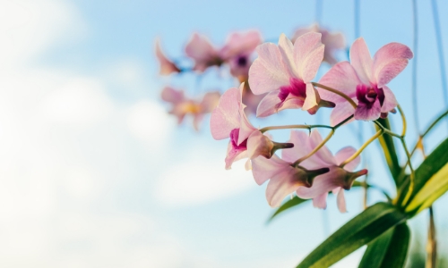 蘭の花