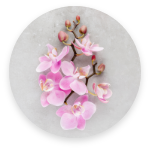 ORCHID