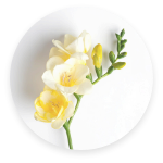 FREESIA