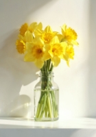 FREESIA