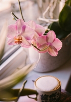 ORCHID