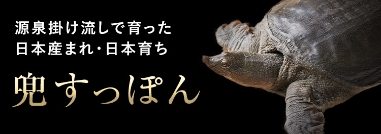 源泉掛け流しで育った日本生まれ・日本育ち 兜すっぽん