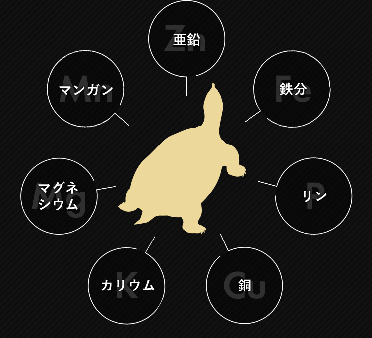 亜鉛 鉄分 リン 銅 カリウム マグネシウム マンガン
