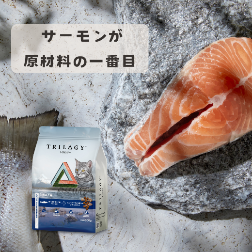 【本気スイッチキャンペーン】お魚セット<br>サーモン300g＋バラマンディ(白身魚)300g