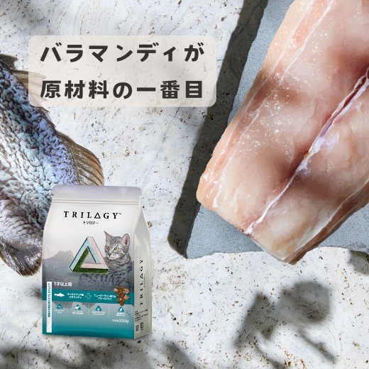 【本気スイッチキャンペーン】お魚セット<br>サーモン300g＋バラマンディ(白身魚)300g