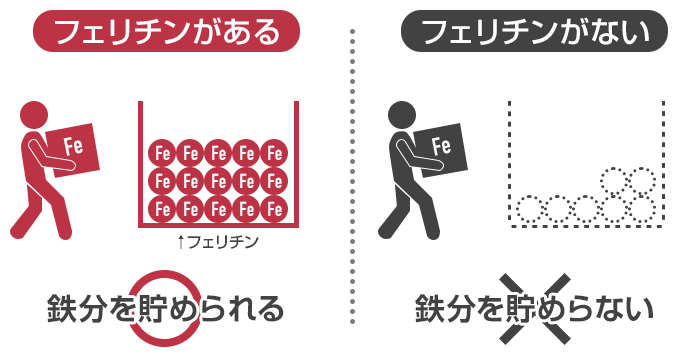 フェリチンがある 鉄分を貯められる フェリチンがない 鉄分を貯められない