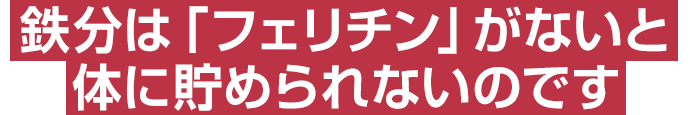 鉄分は「フェリチン」がないと体に貯められないのです