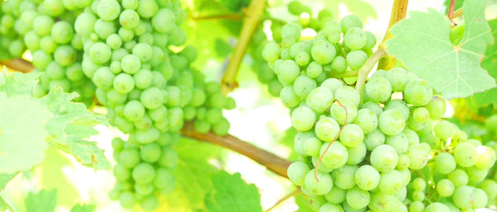 ベビーフット カシス&シャルドネの香り