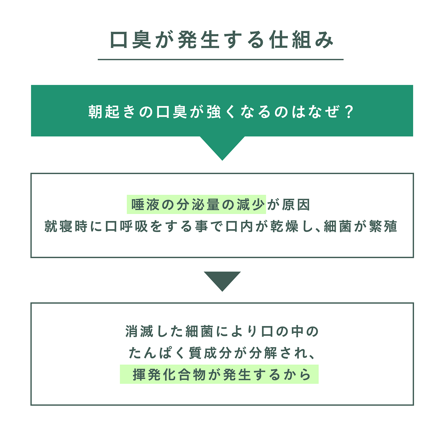 口臭が発生する仕組み 朝起きの口臭が強くなるのはなぜ？ → 唾液の分泌量の減少が原因 就寝時に口呼吸をする事で口内が乾燥し､細菌が繁殖 → 消滅した細菌により口の中のたんぱく質成分が分解され、揮発化合物が発生するから