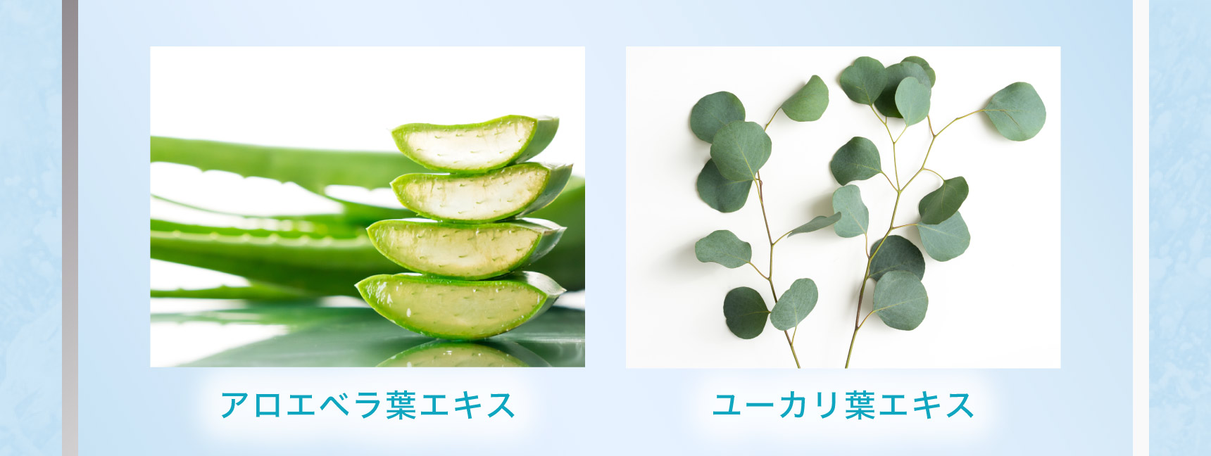 アロエベラ葉エキス ユーカリ葉エキス