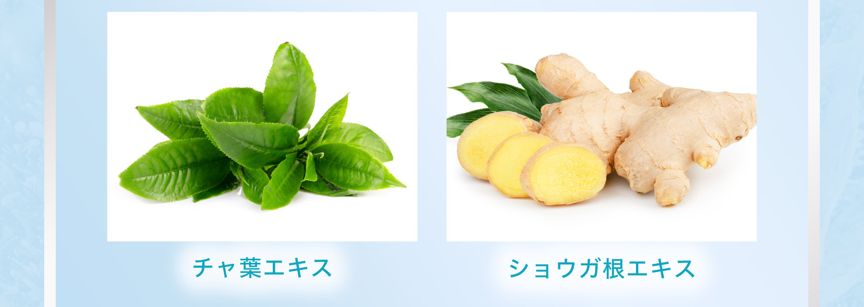 チャ葉エキス ショウガ根エキス