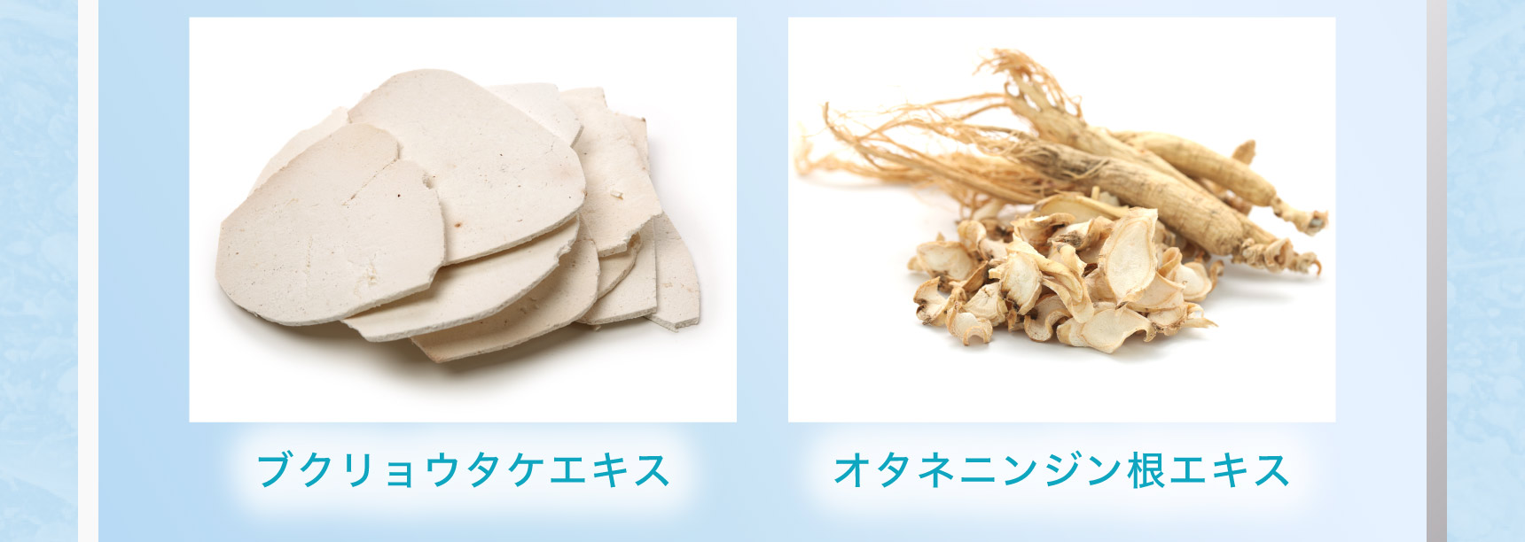 ブクリョウタケエキス オタネニンジン根エキス