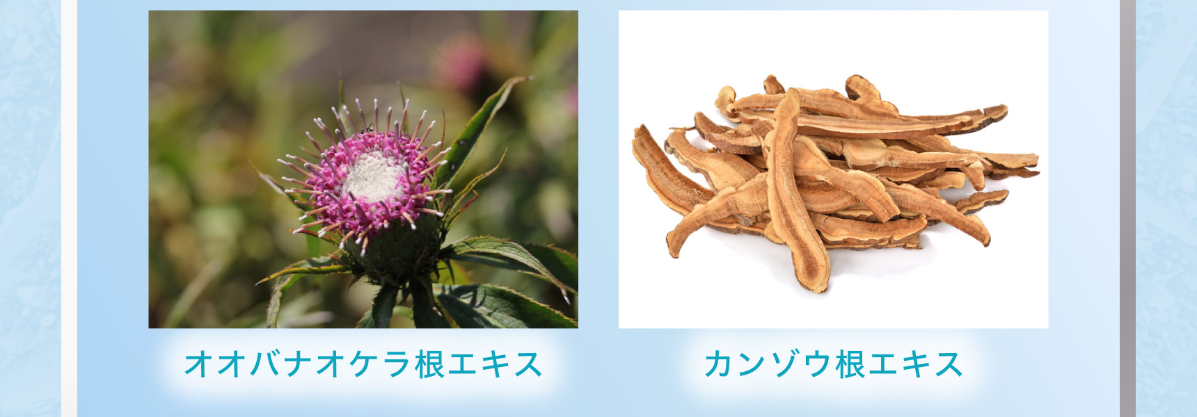 オオバナオケラ根エキス カンゾウ根エキス