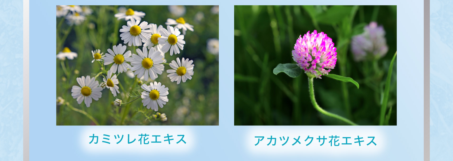 カミツレ花エキス アカツメクサ花エキス