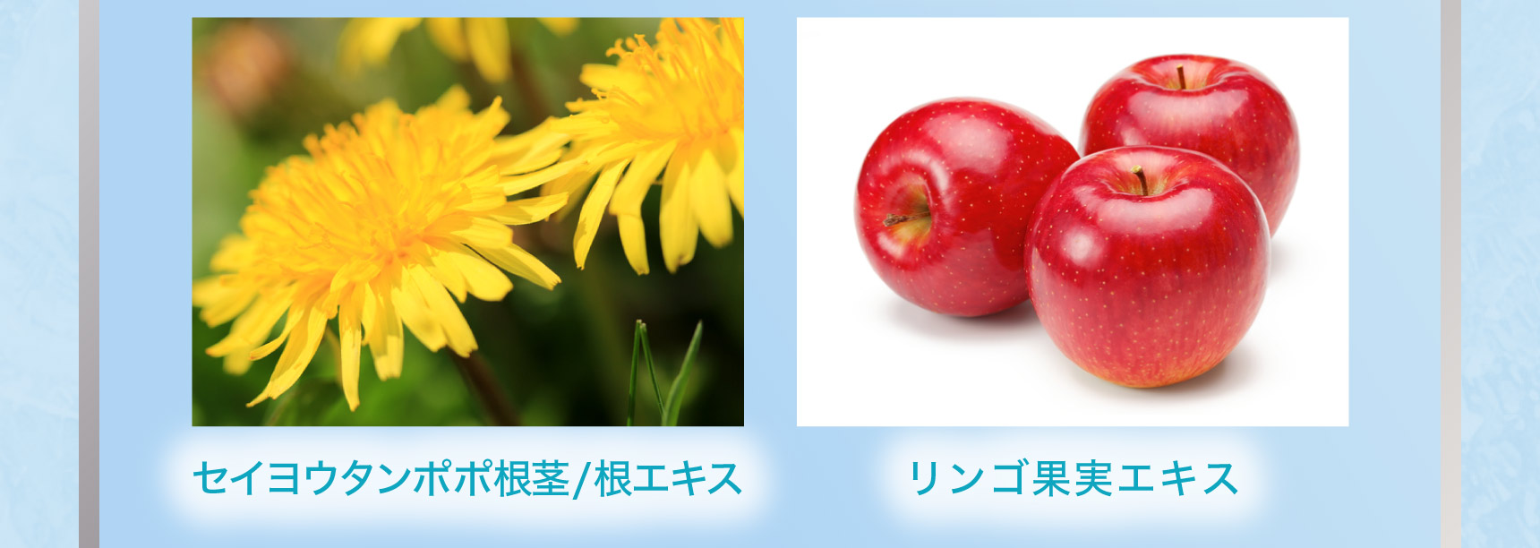 セイヨウタンポポ根茎/根エキス リンゴ果実エキス